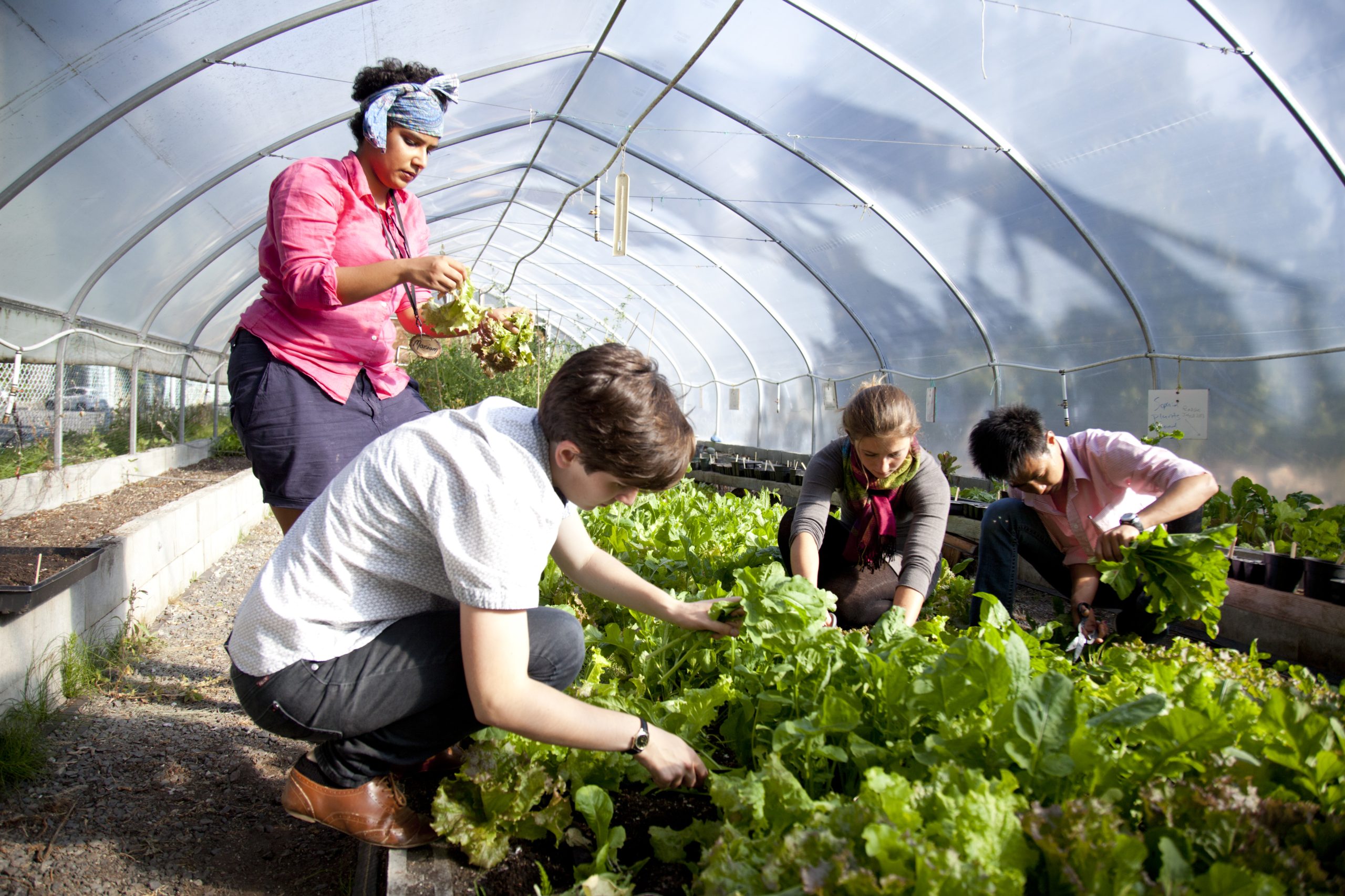 Students picking vegetables from greenhouse